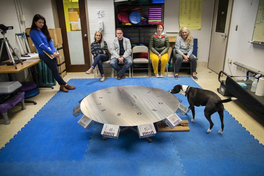 As an instructor and other dog owners look on, Bonnie, a black and white border collie mix, sniffs at a search wheel