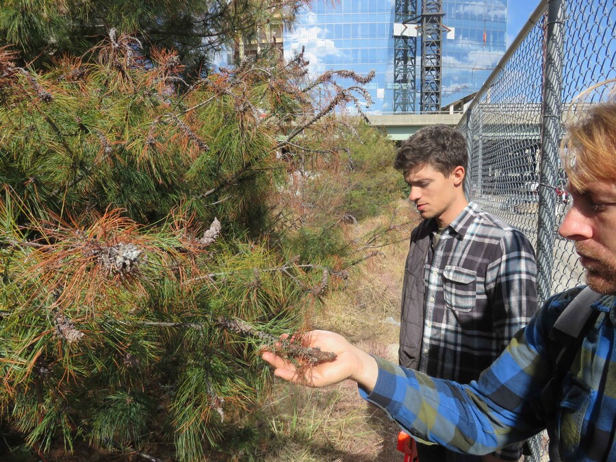 Two men look at a tree's pin cones with a fence and tall building in the background