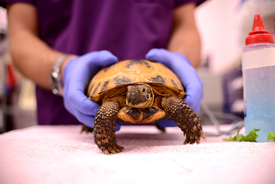 close up of a Penn Vet exotics turtle