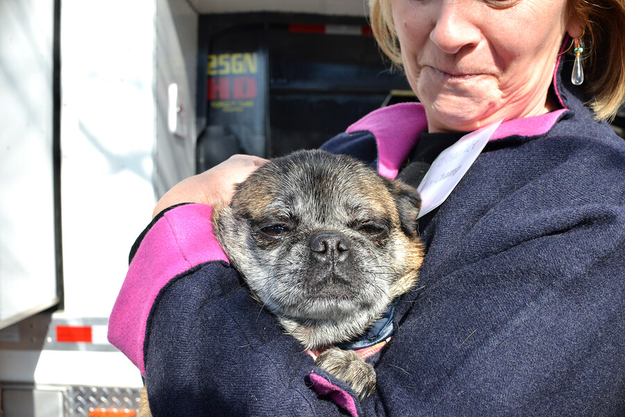 A pug, a type of dog, is held tightly in a woman's arms.
