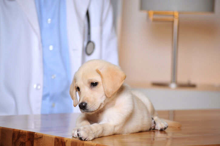 Labrador puppy on exam table with vet in background
