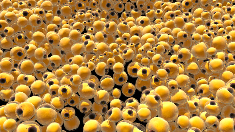 human fat cells