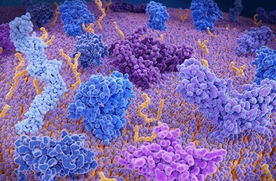 A T cell expressing PD-1