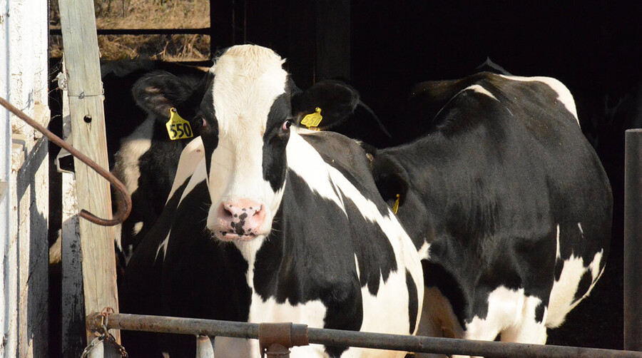 A cow with an ear tag