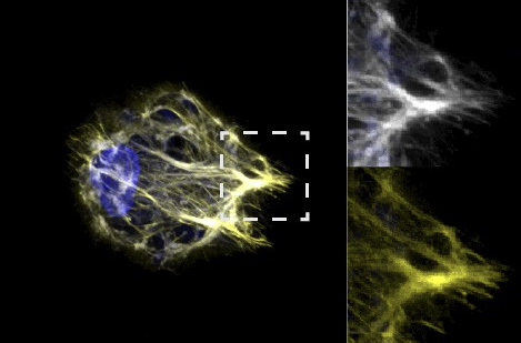 closeup of cell proteins isolated in an environment on a black background