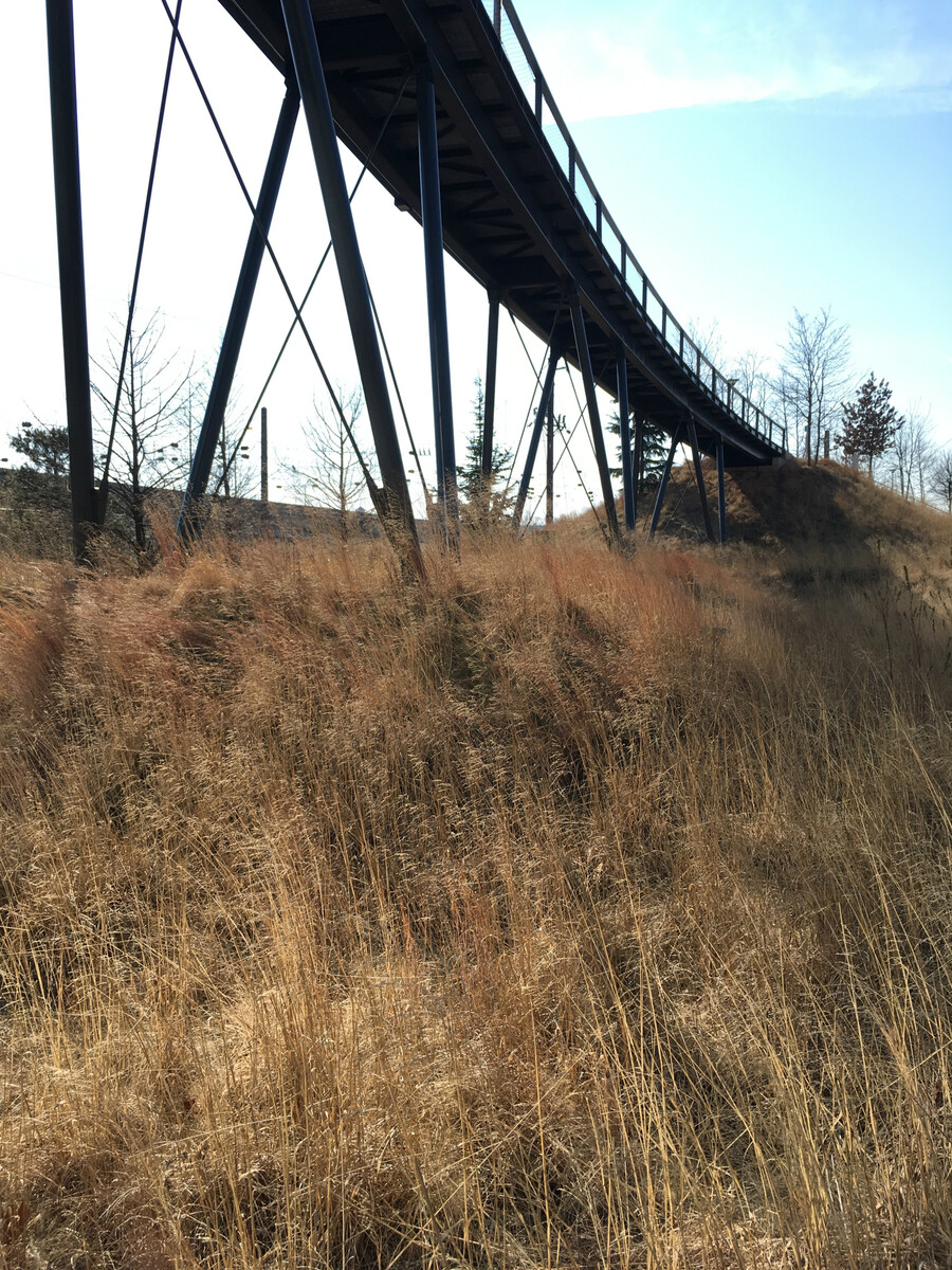 A meadow with tall golden grasses under a pedestrian bridge