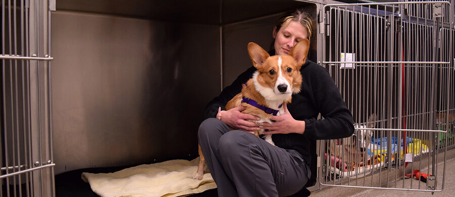 Person holding dog inside open cage in vet hospital