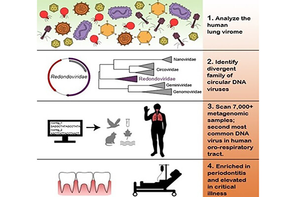 1. Analyze the human lung virome 2. Identify divergent family of circular DNA viruses 3. Scan 7,000+ metagenomic samples; second most common DNA virus in human oro-respiratory tract. 4. Enriched in periodontitis and elevated in critical illness