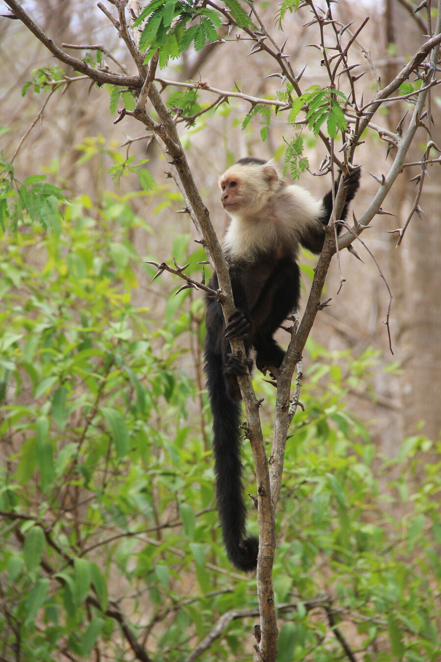 a monkey rests in a thorny acacia tree 