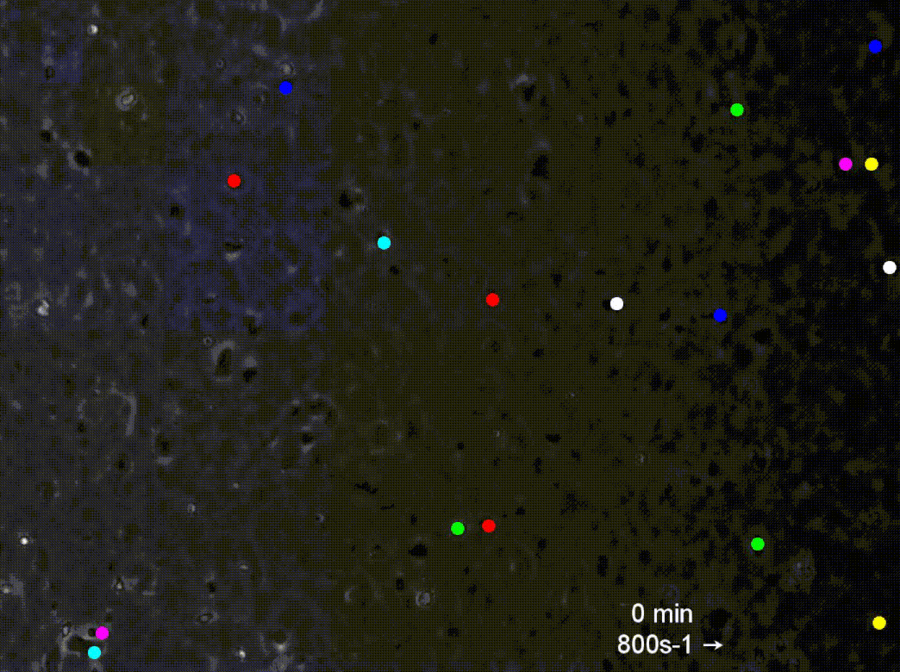 HL-60 cells treated with a Mac-1 blocking antibody migrate upstream on ICAM-1 at a shear rate of 800s-1