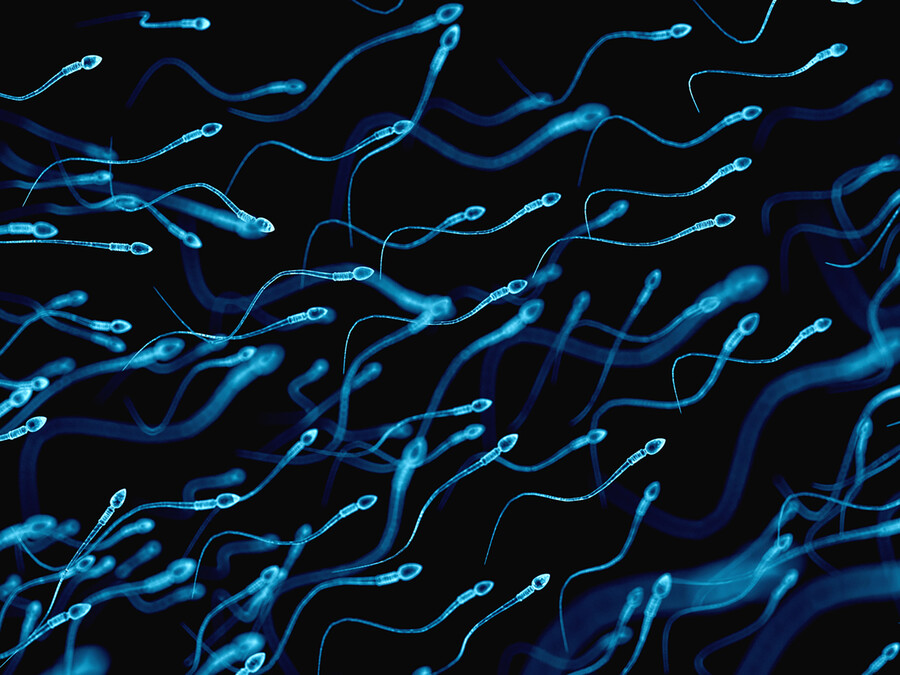 Cluster of luminescent sperms swimming upstream