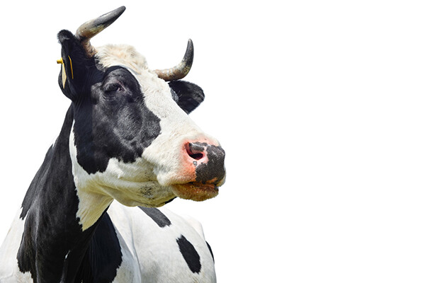 closeup of black and white spotted cow