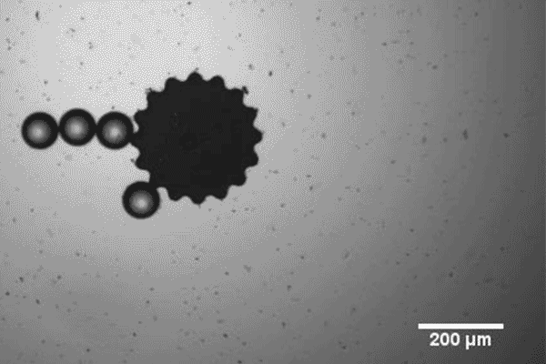 flowers-haped microrobot approaches plastic beads, uses capillary forces to stick them to one of its petals, then releases them at the desired location by spinning in place.