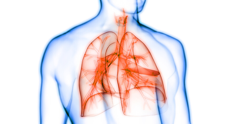 drawing of the upper body with the outline of the lungs highlighted