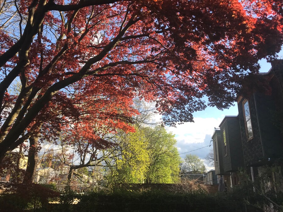 View of red-leafed tree growing near rowhomes