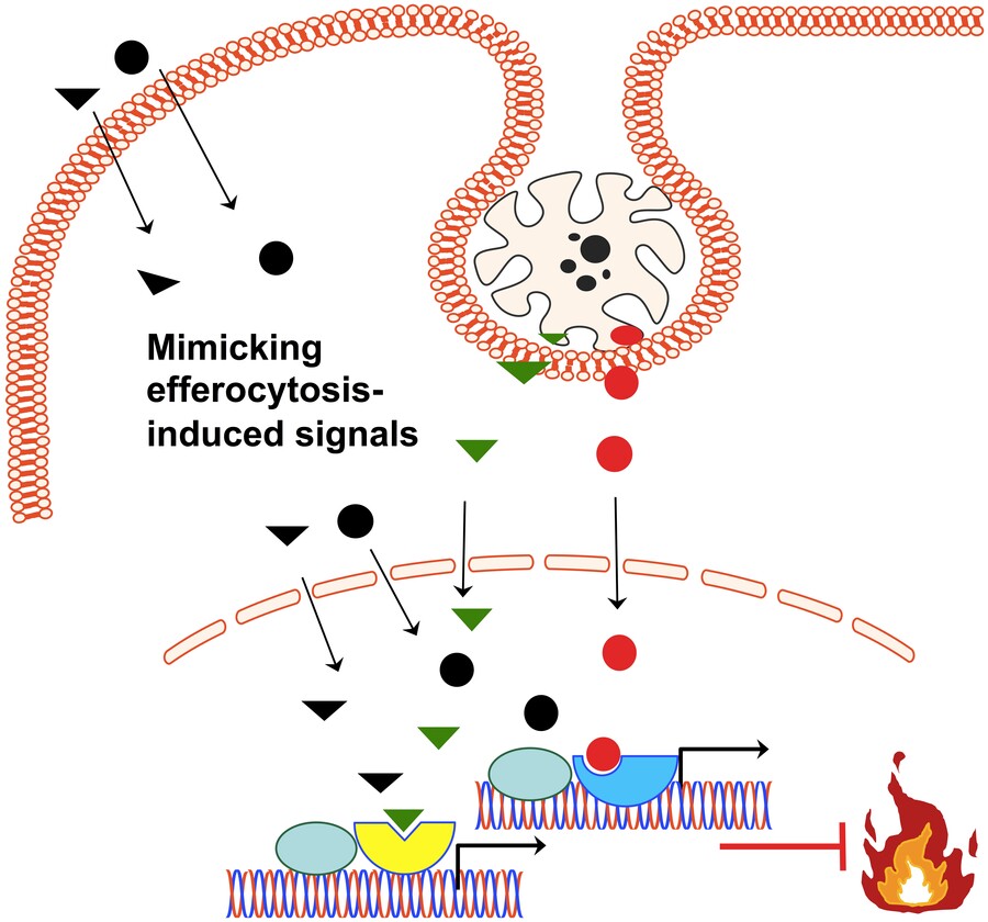 Image of a body's cell representing with the words "mimicking efferocytosis-induced signals" showing the treatment of an inflammatory disease
