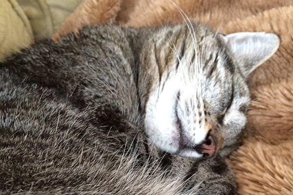 Closeup of a cat sleeping