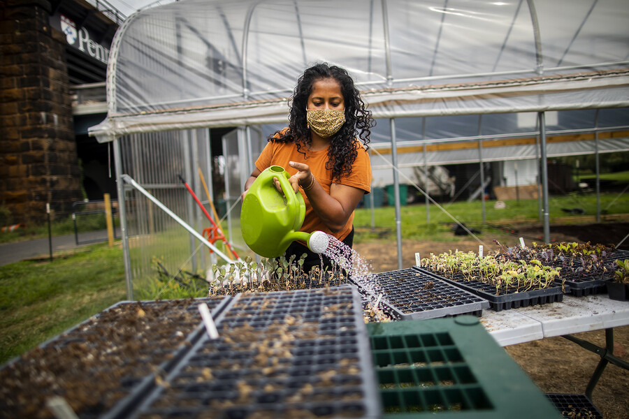 Person outside a greenhouse with a large watering can watering trays of starts while wearing a face mask.