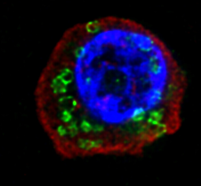 Microscopic image of cell labeled with red, blue, and green