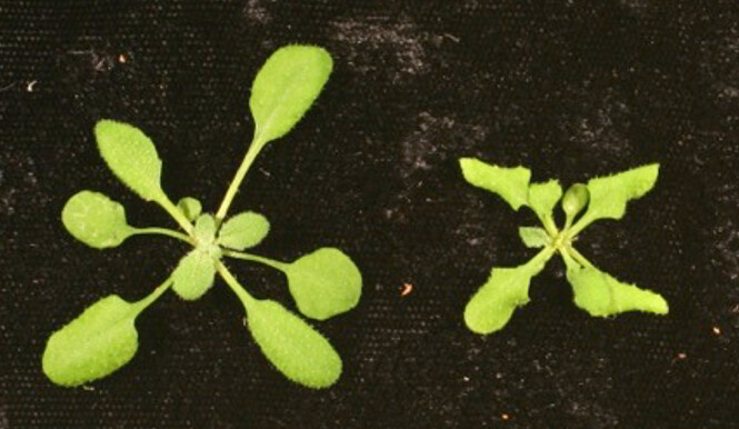 One larger plant growing next to a smaller one