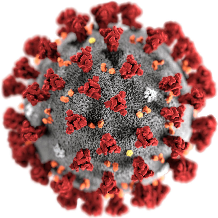 illustration showing the morphology of coronaviruses