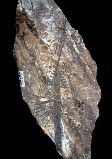 fossil plant against black background