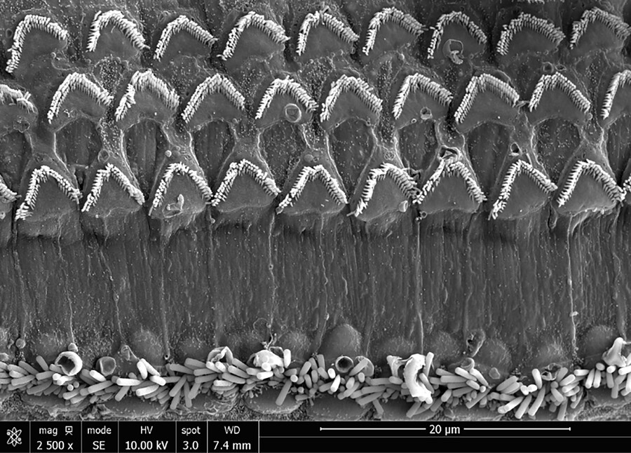 microscopic view of inner ear in healthy mouse