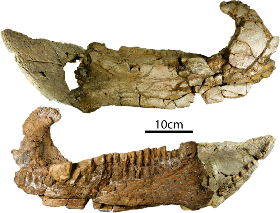 Menefeeceratops fossils