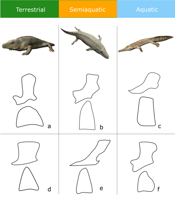 Three amphibians with different shapes below them representing their vertebrae