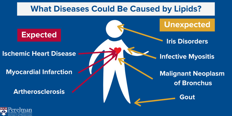 Outline of a human body with title What Diseases Could be Caused by Lipids, with arrows pointing to body parts listing various diseases.