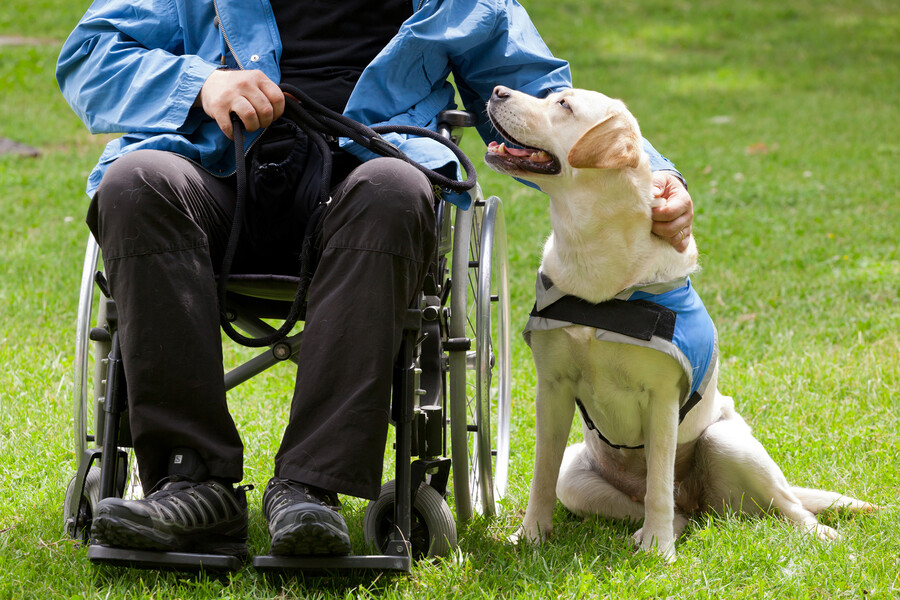 Person in wheelchair pets a service dog sitting in the grass next to them.