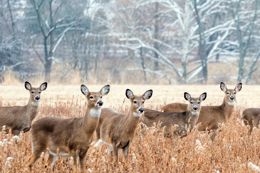 deer in a field