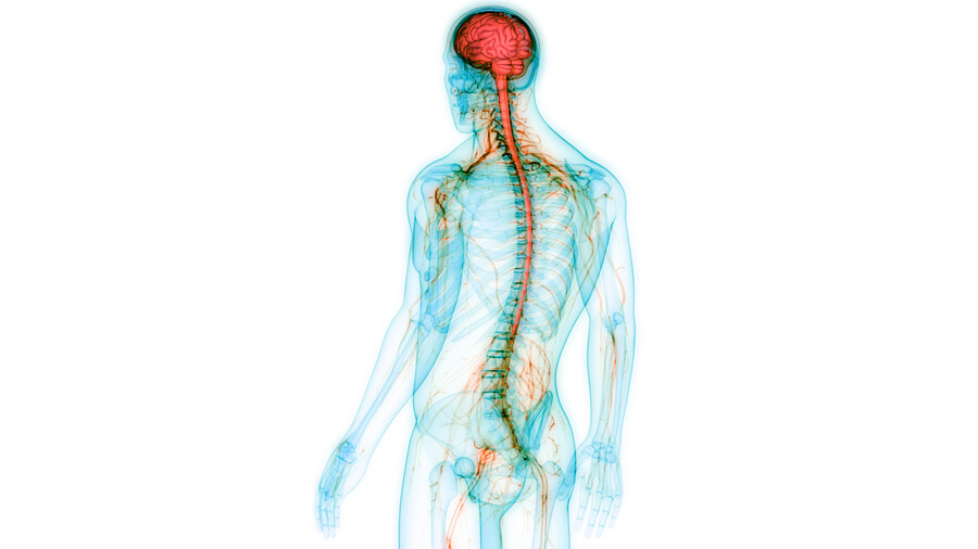 illustration of human nervous system