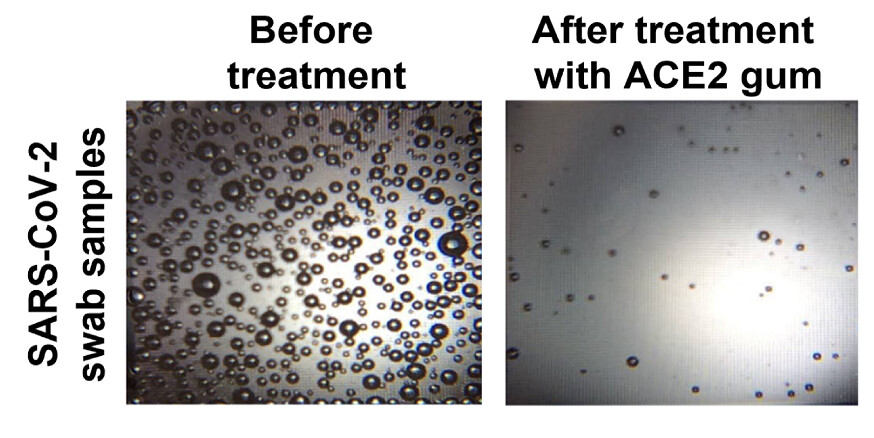 Side by side panels that compare before treatment with after treatment with ACE2 gum show a marked decline in bubbles, indicating the virus.