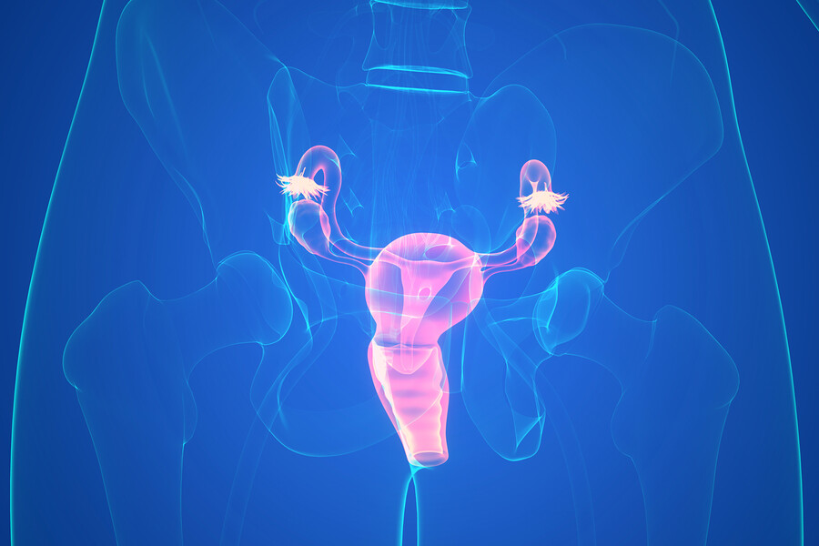 Highlighted internal view of the female reproductive system.