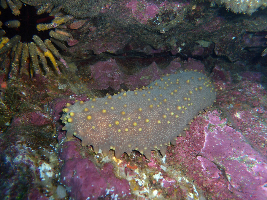 sea cucumber in water