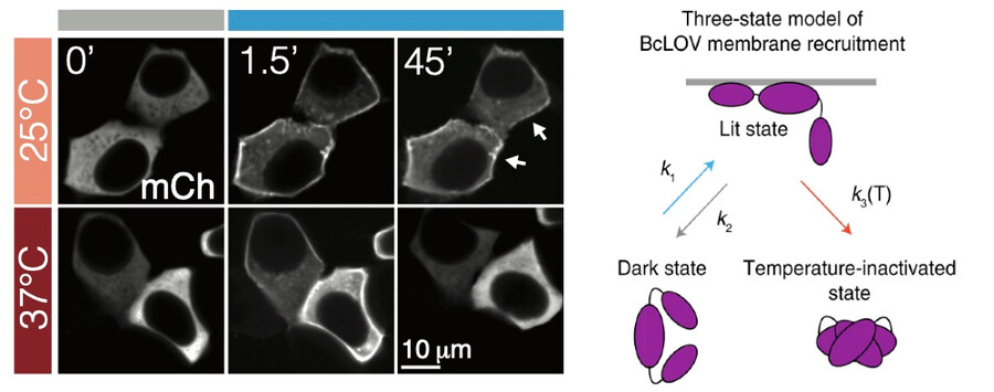 Six panels showing microscopic cells, and on right a depiction of the three-state model of BcLOV membrane recruitment.