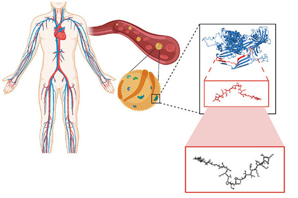 Anatomical rendering of a body with a microscopic view of cells highlighting amino acid chains in separate boxes.