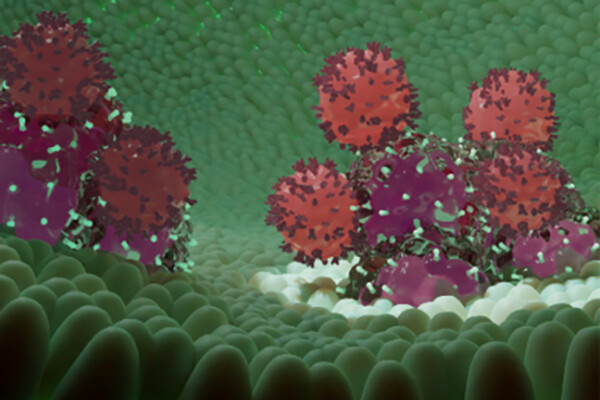 Microscopic view of T cells.