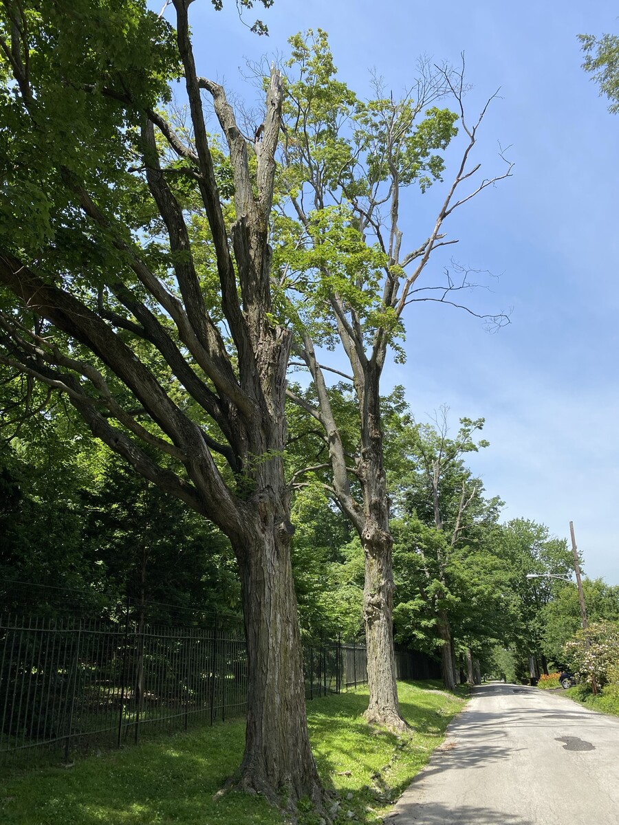Deciduous trees with dead limbs