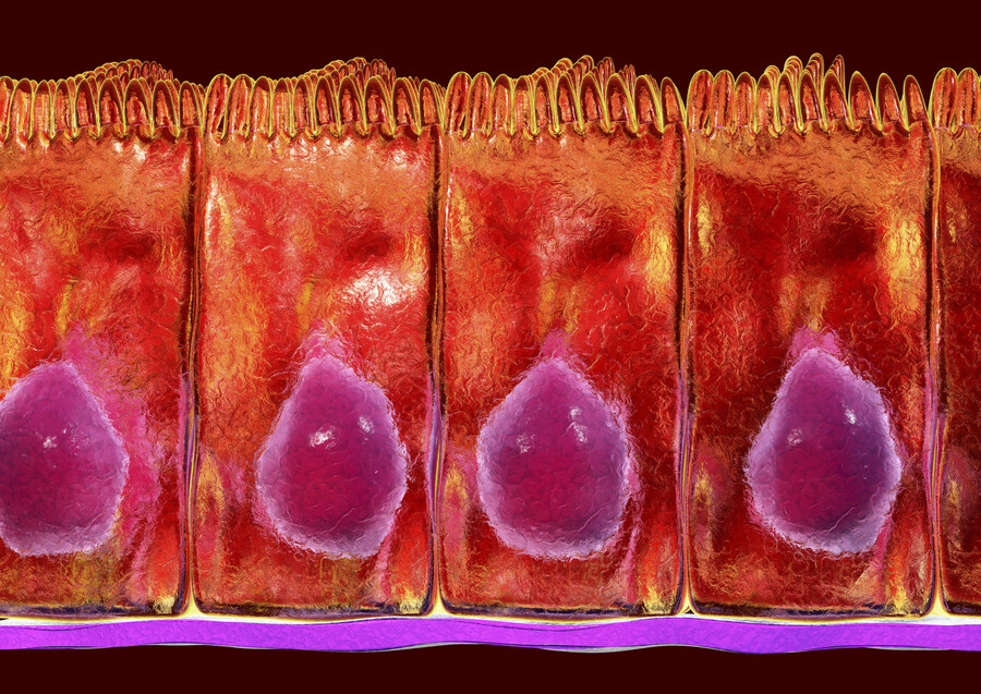 Microscopic view of columnar epithelium in the gut.