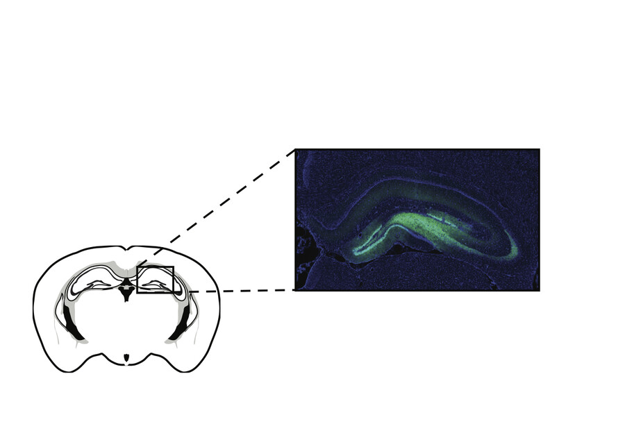 Black-and-white drawing of a cross section of an animal brain. Highlighted in green fluorescence is a section of the hippocampus. 