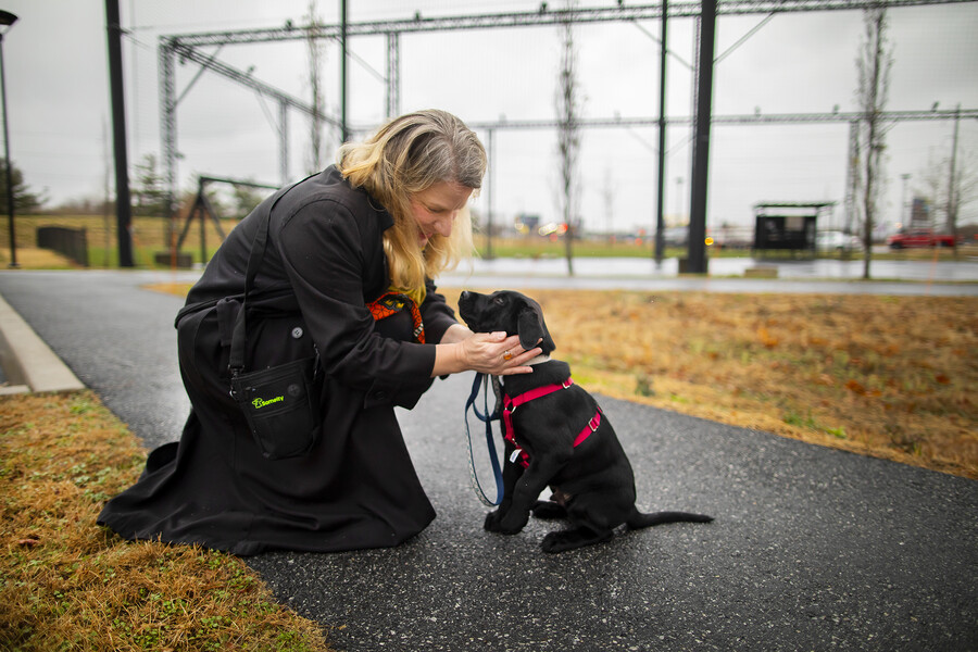 fostering dogs at the penn working dog center