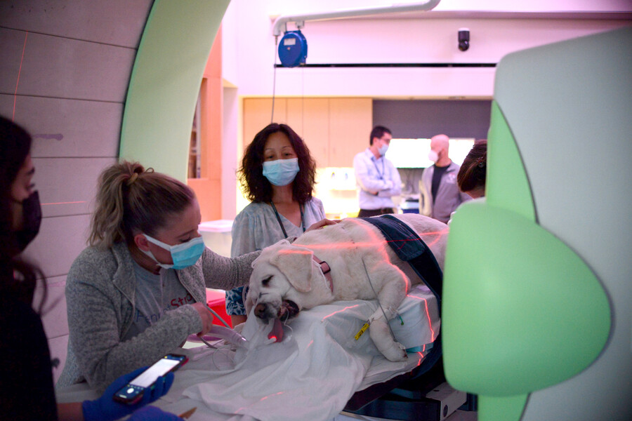 maple receiving treatment at roberts proton therapy