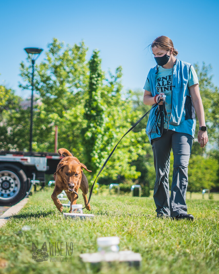 A person walks with a leashed Labrador retriever as the dog passes jars in the grass