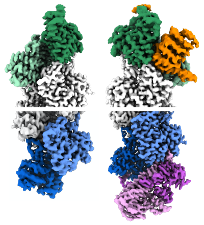 Microscopic rendering of actin filaments.