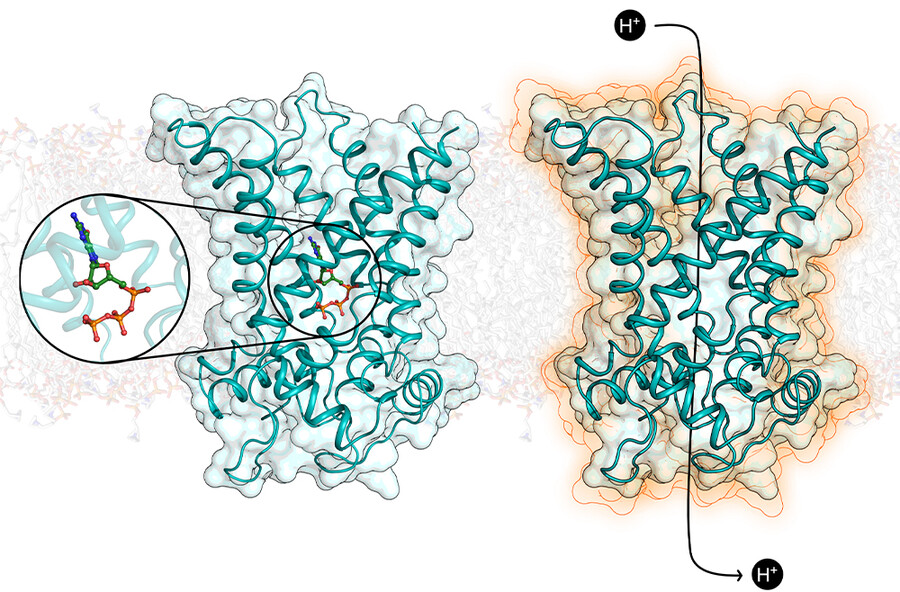 Microscopic rendering of protein tissue.