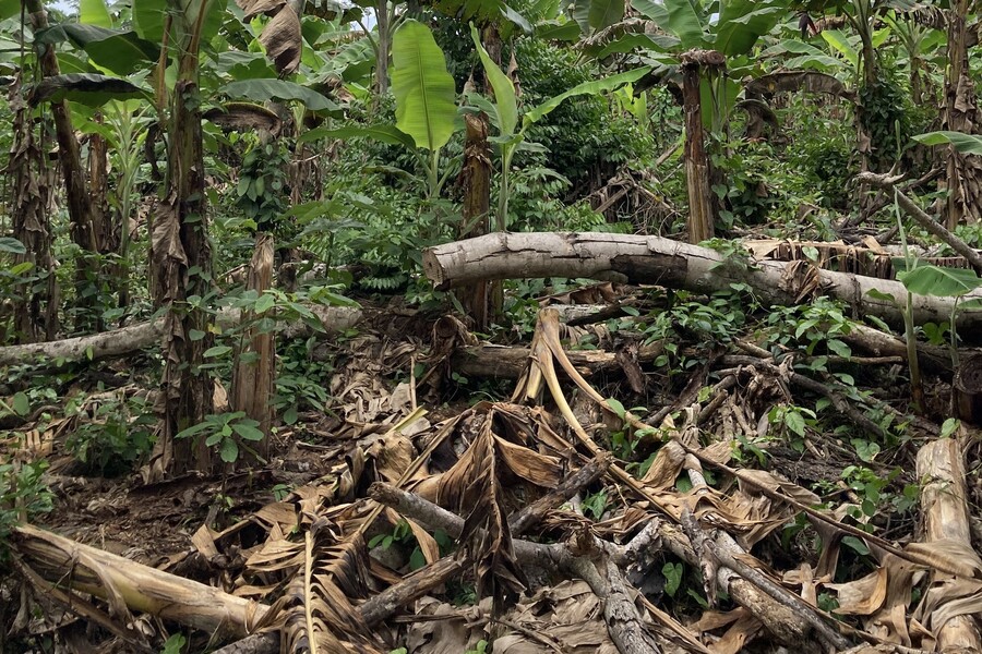 example of deforestation