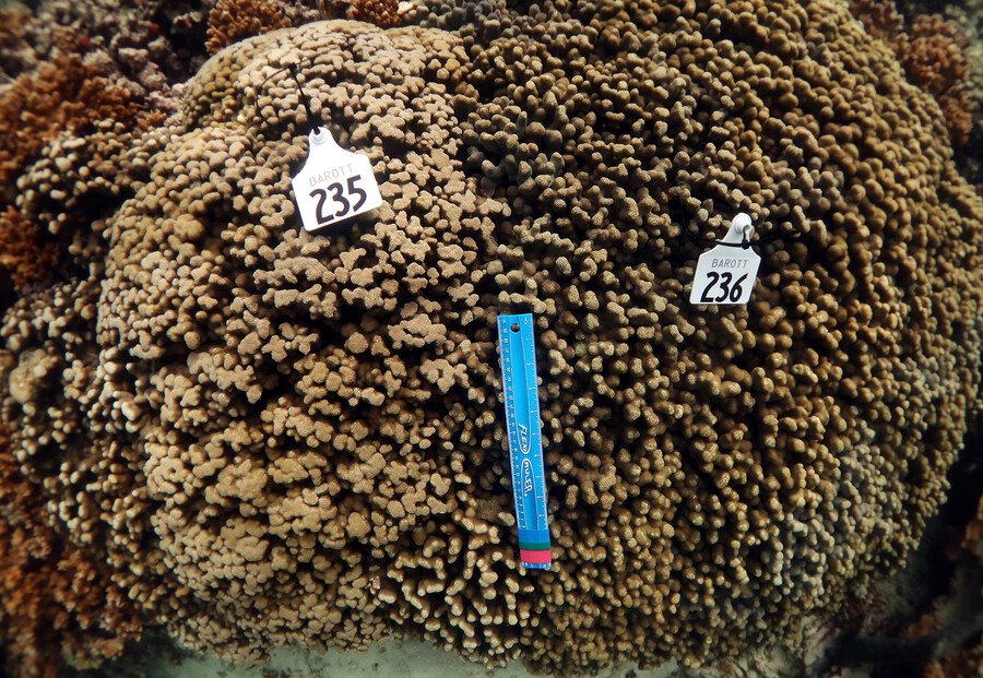 ruler placed on coral