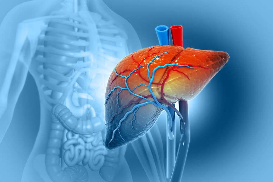 Human body with a rendering of liver in the foreground.